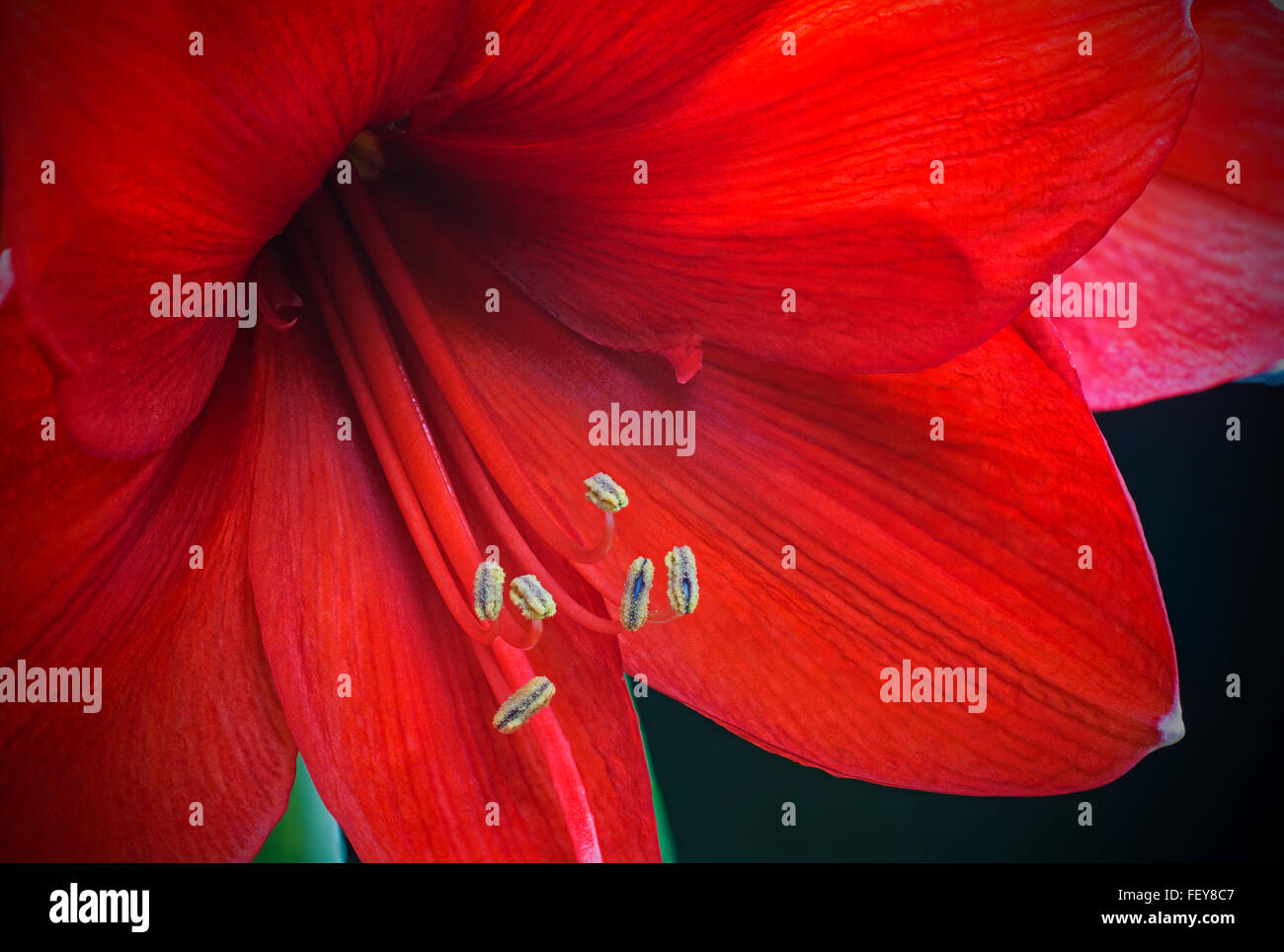 Detalle de flores Amarilis rojos Foto de stock
