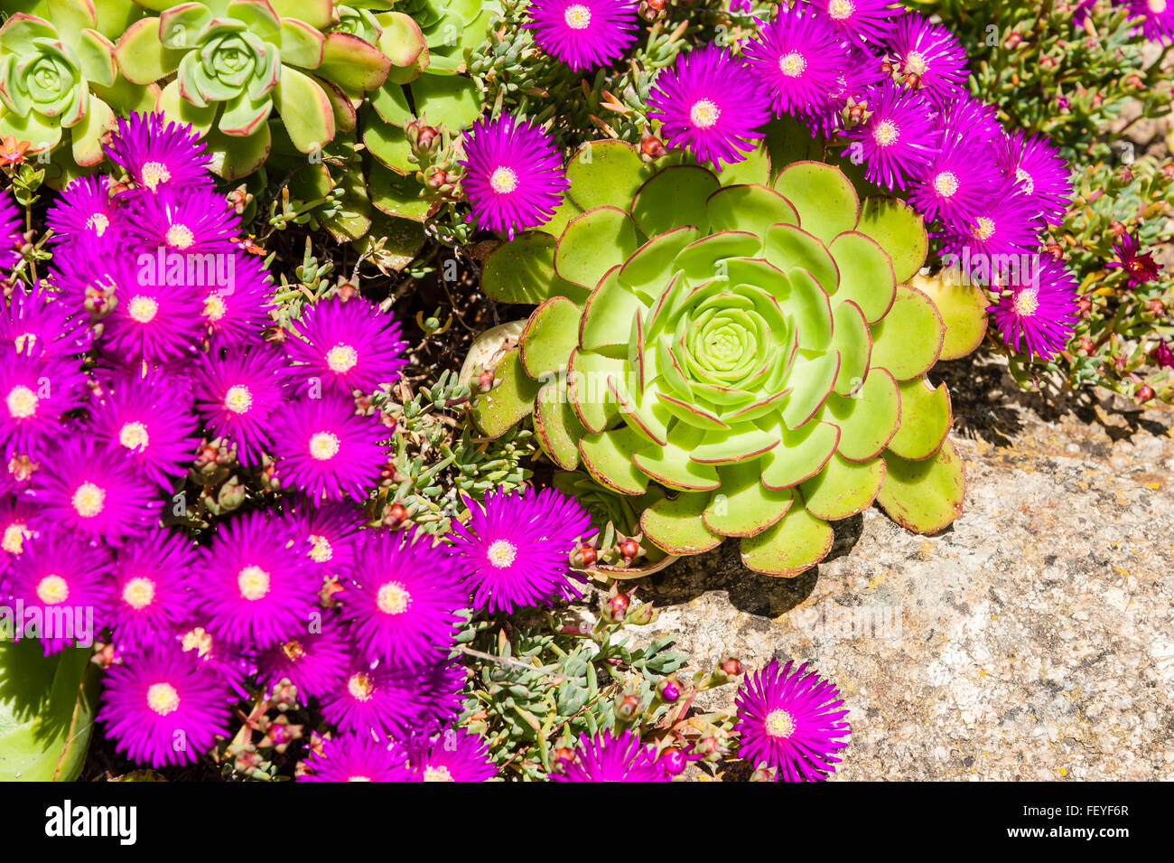 Suculenta con flores fotografías e imágenes de alta resolución - Alamy