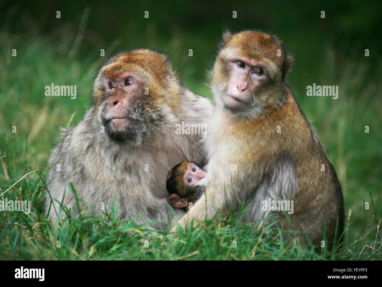 Monkey Forest, criatura mamífero, mono bebé, monos, monos gratis, libre mono, monos en hábitat Foto de stock