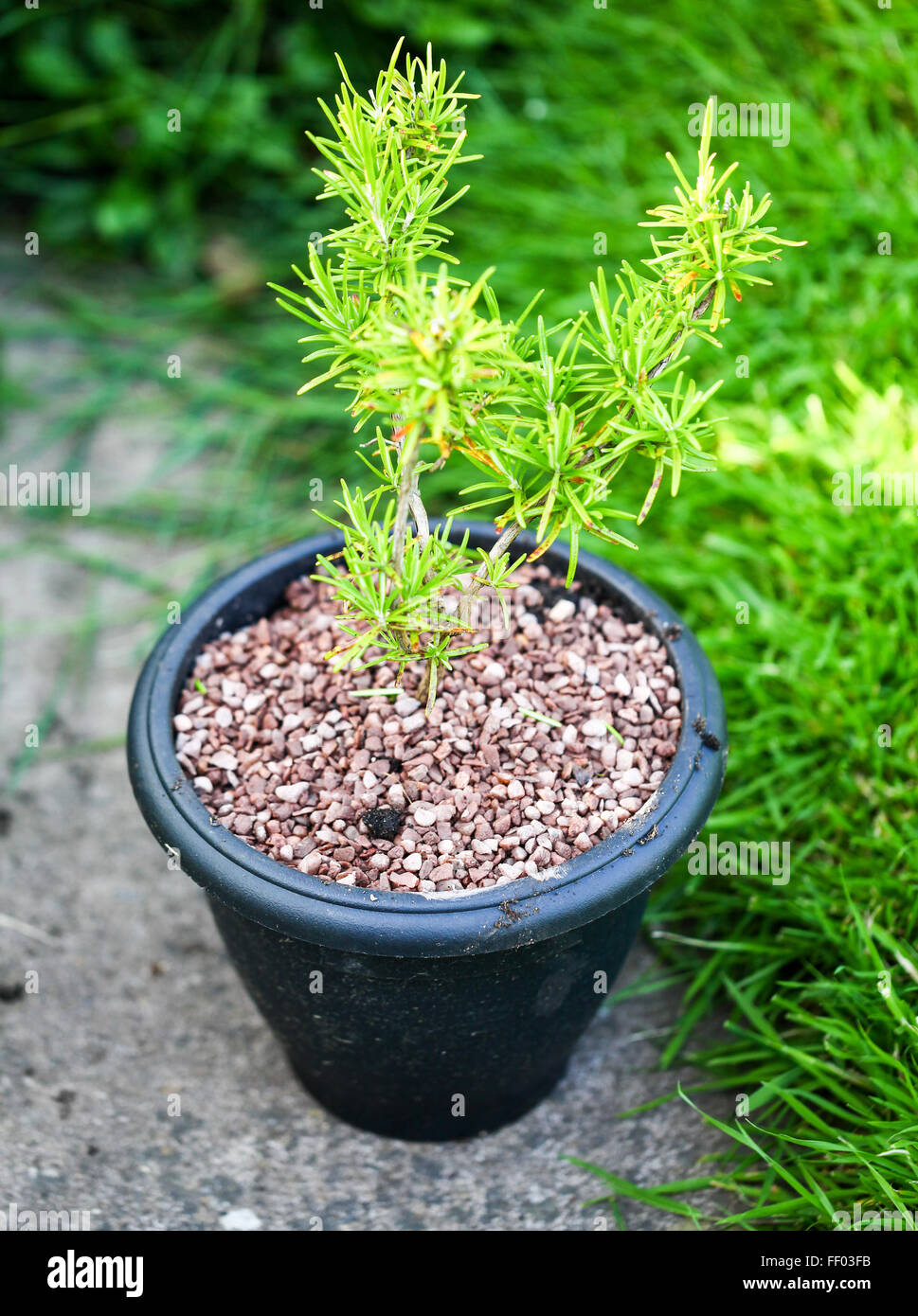 Un joven retoño del Corte Inglés Un tejo (Taxus baccata) en una maceta de  plástico negro con arena en la parte superior del suelo Fotografía de stock  - Alamy
