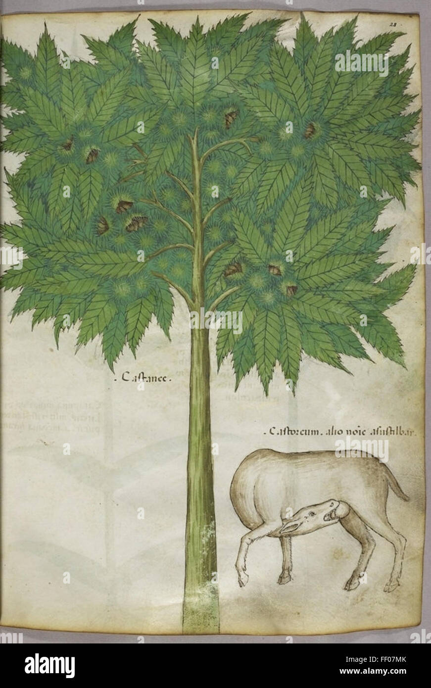 Ilustración del Tractatus de Herbis ilustración del Tractatus de Herbis Foto de stock
