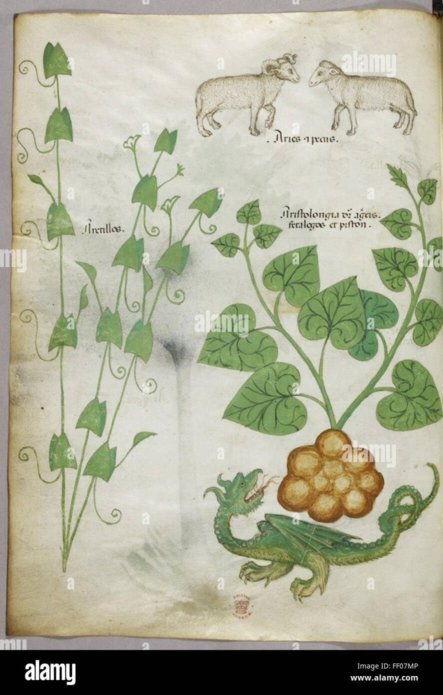 Ilustración del Tractatus de Herbis Foto de stock