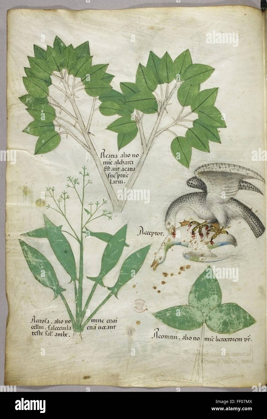Ilustración del Tractatus de Herbis Foto de stock