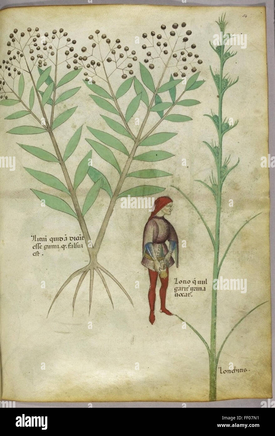 Ilustración del Tractatus de Herbis Foto de stock