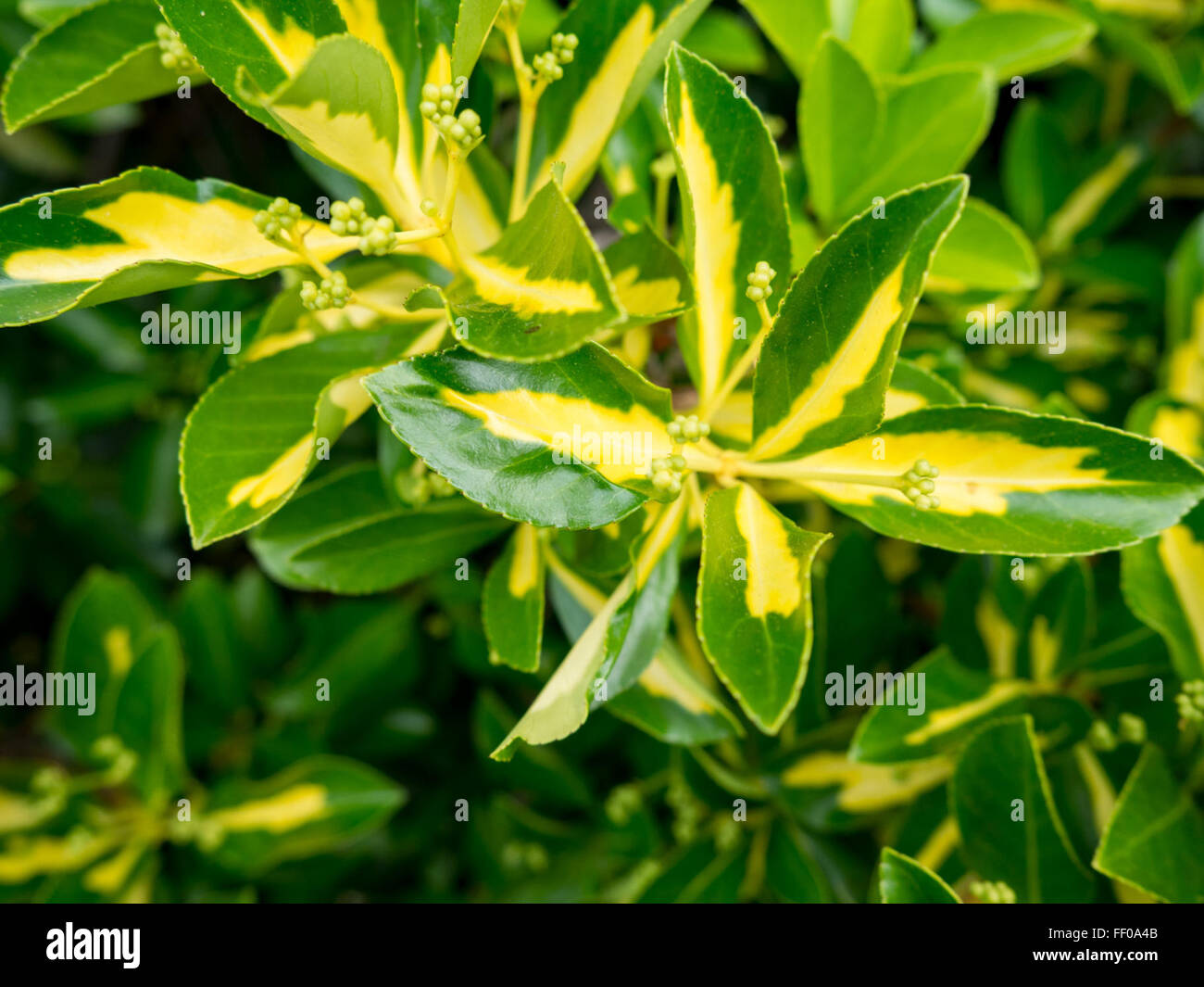 Las hojas de la planta verde y amarillo amarillo y verde de las hojas de la planta Foto de stock