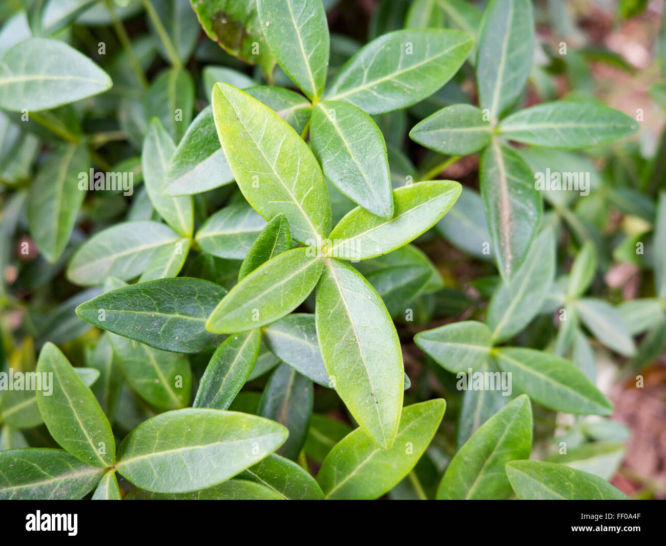 Pequeña planta verde de las hojas de plantas pequeñas hojas verdes Foto de stock