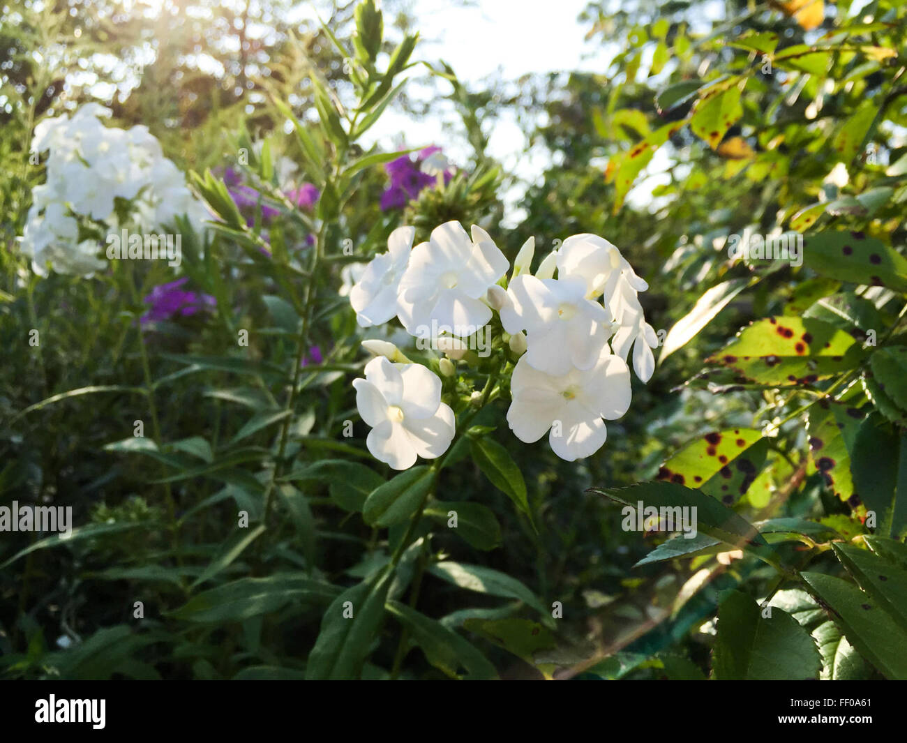 Planta verde con flores blancas planta verde con flor blanca Foto de stock