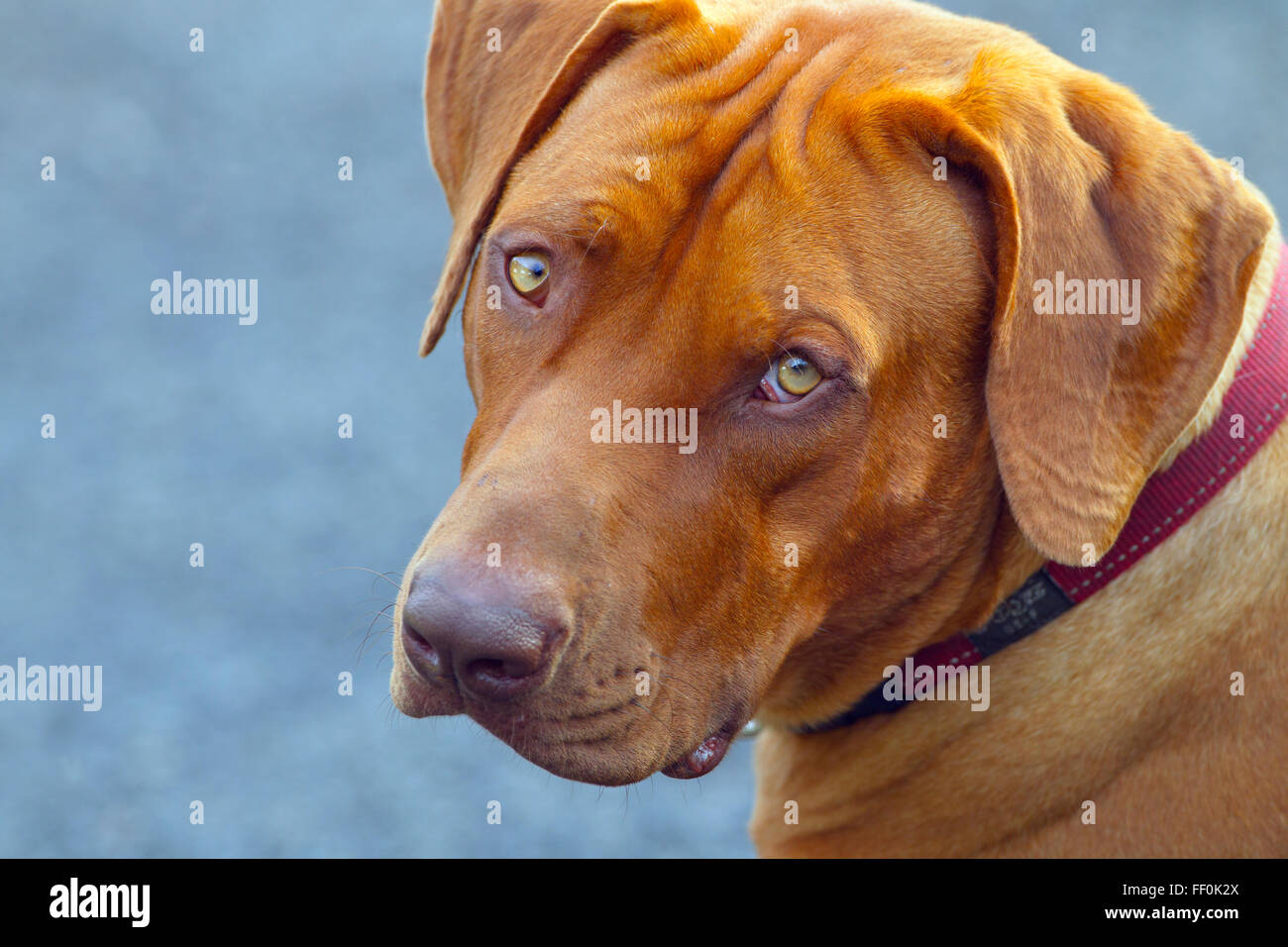Perro arrugado fotografías e imágenes de alta resolución - Alamy