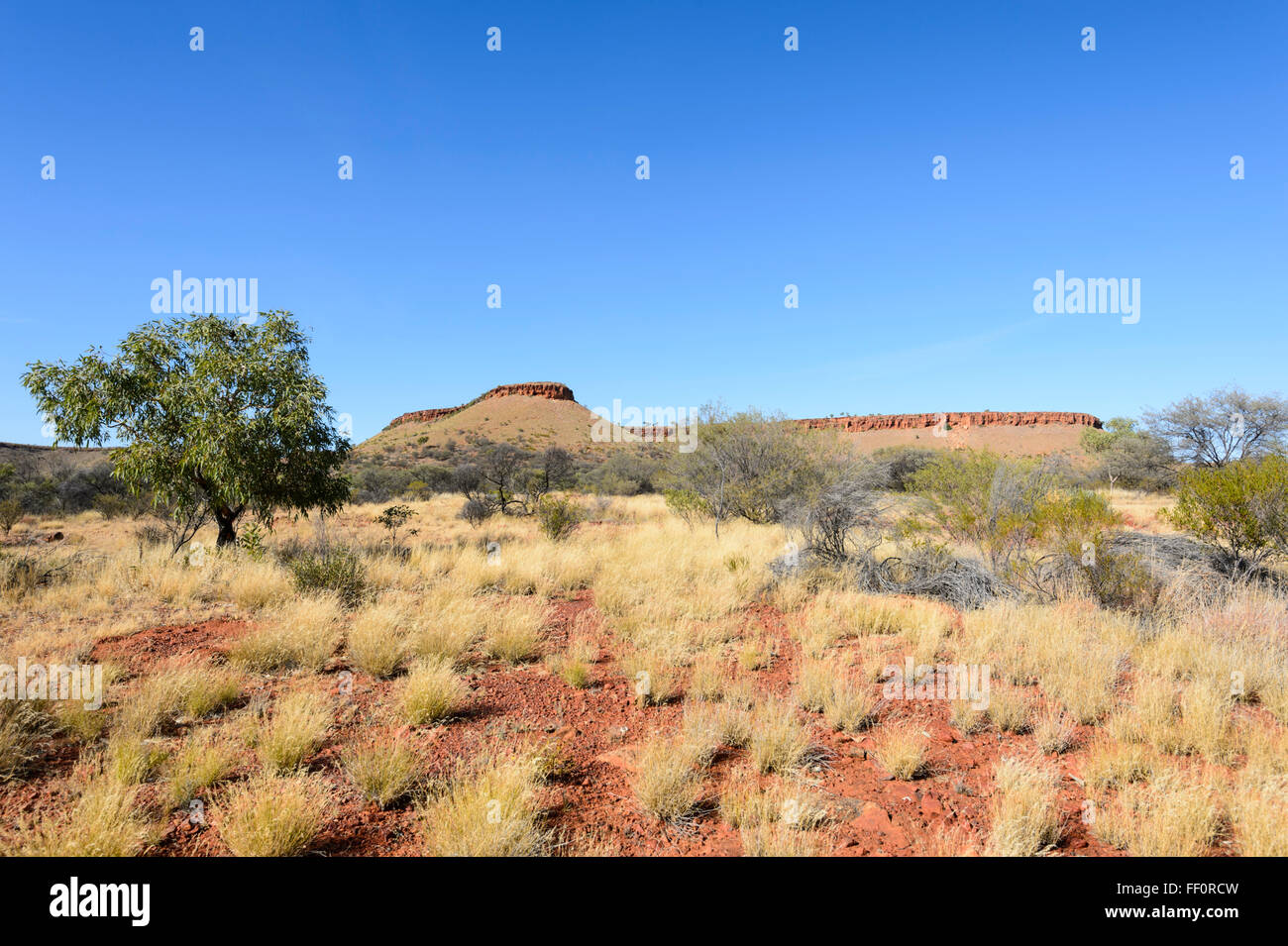 Bush cerca de Alice Springs, el Territorio del Norte, Australia Foto de stock