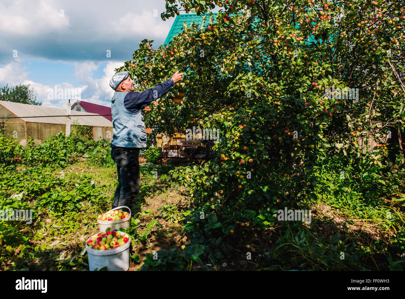 Caucasian agricultor la recogida de fruta en el jardín Foto de stock