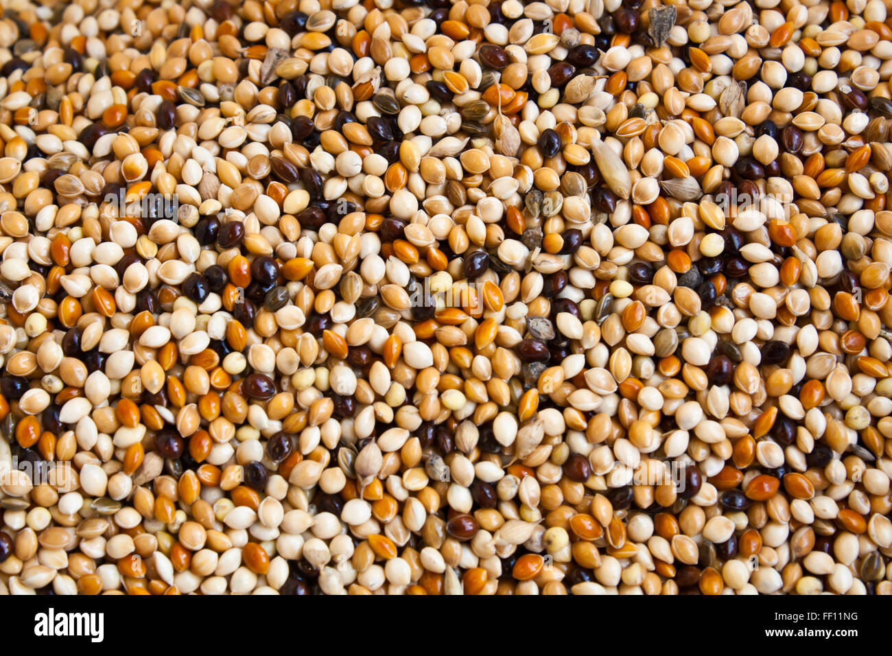 Vacante Perforar centavo Una mezcla de semillas y granos para las aves Fotografía de stock - Alamy