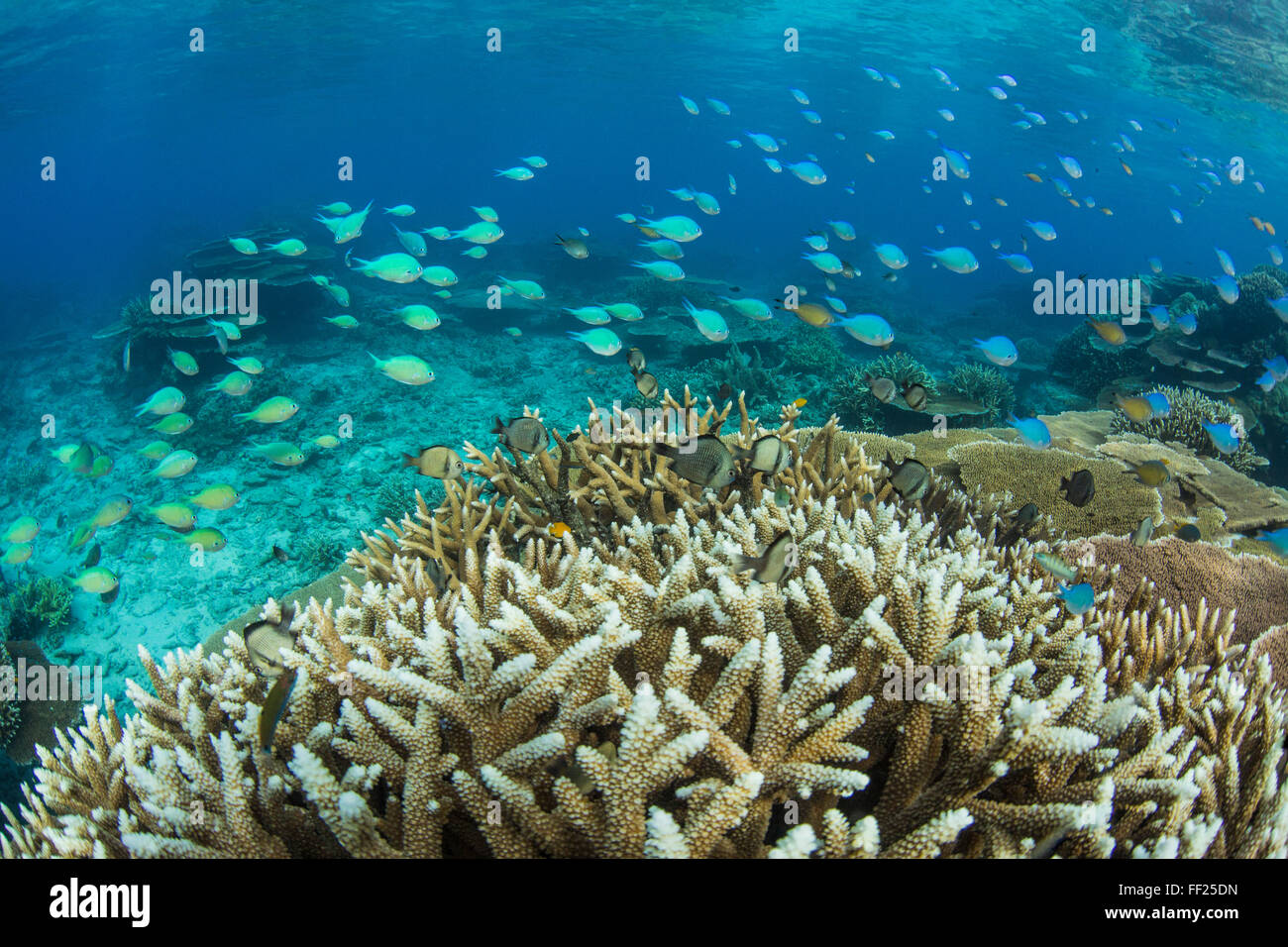 Peces de arrecife entre profusión de placa rígida en la isla de Pulau Setaih, Archipiélago Natuna, Indonesia, Sudeste Asiático, Asia Foto de stock