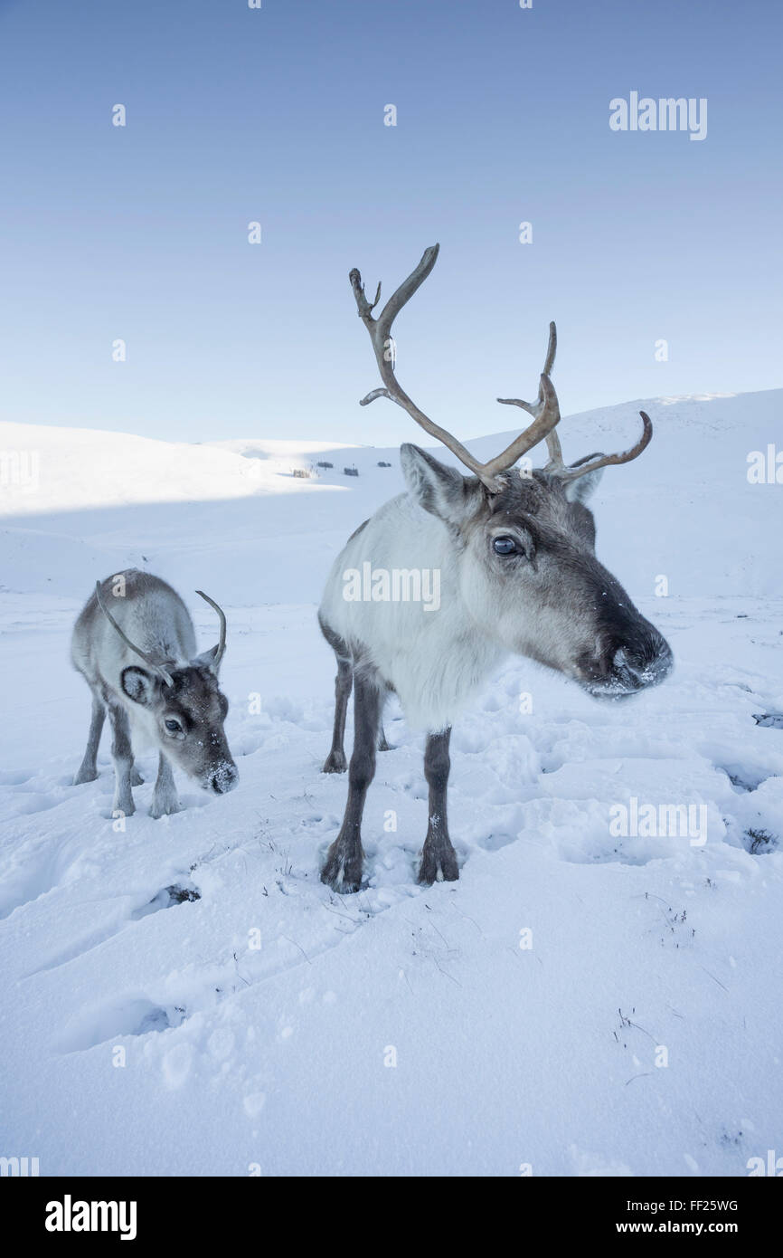 Los renos (Rangifer tarandus) femaRMe con jóvenes, Cairngorms, ScotRMand NationaRM Park, Reino Unido, Europa Foto de stock