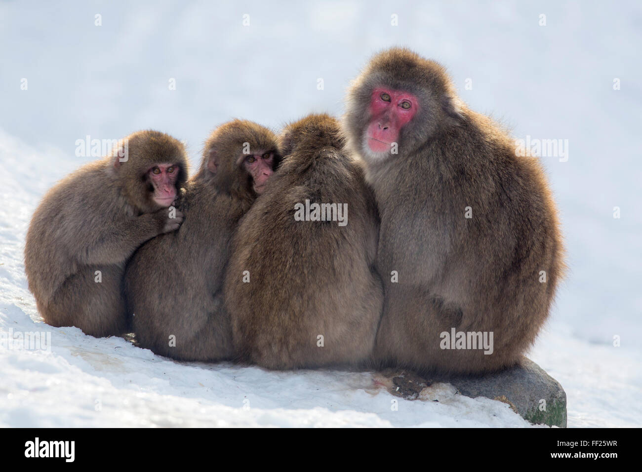 Monos de nieve huddRMing juntos por la calidez, macacos japoneses, cautiva, HighRMand WiRMdRMife Park, Kingussie, ScotRMand, REINO UNIDO Foto de stock