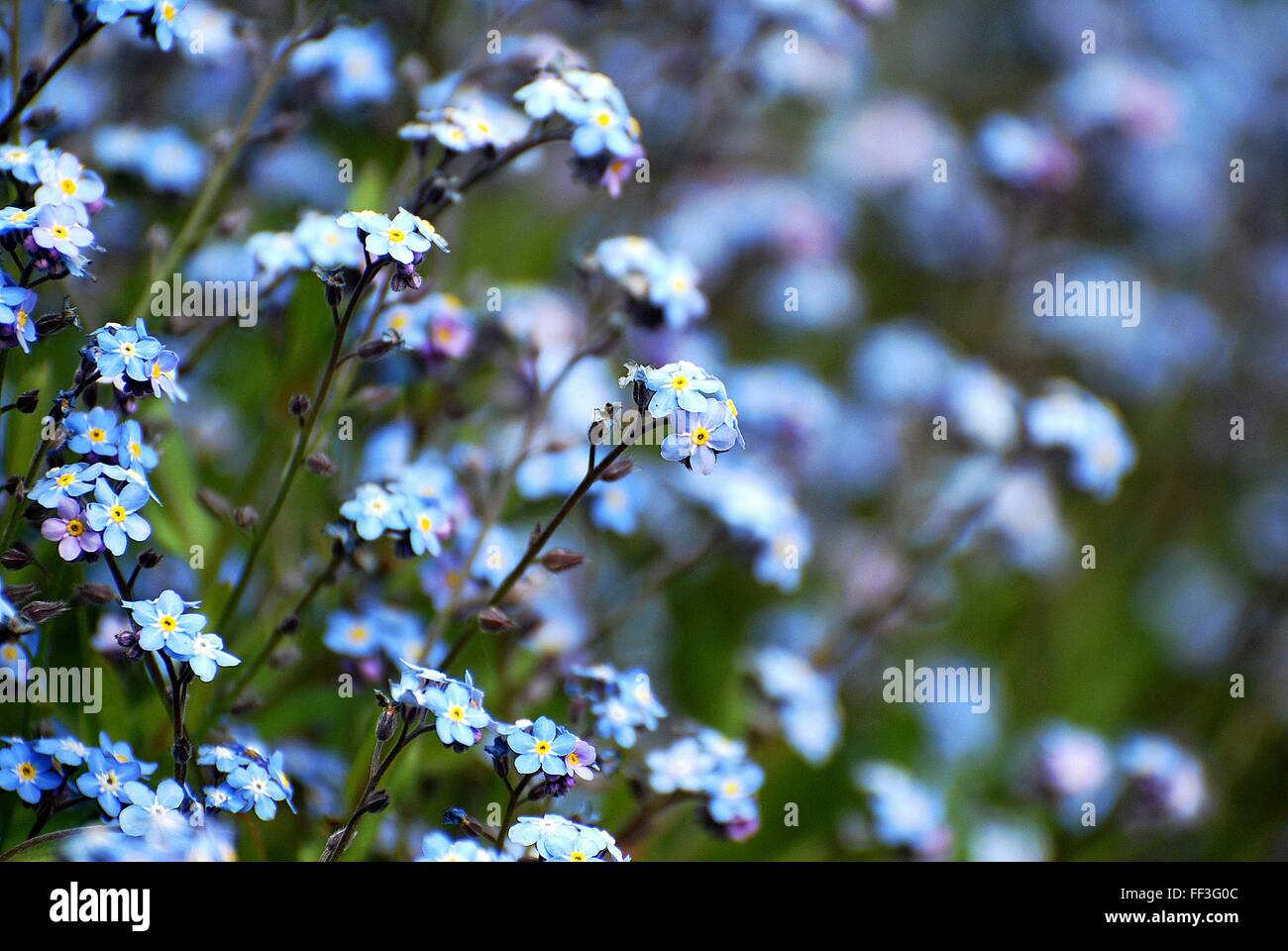 flores de color azul Foto de stock