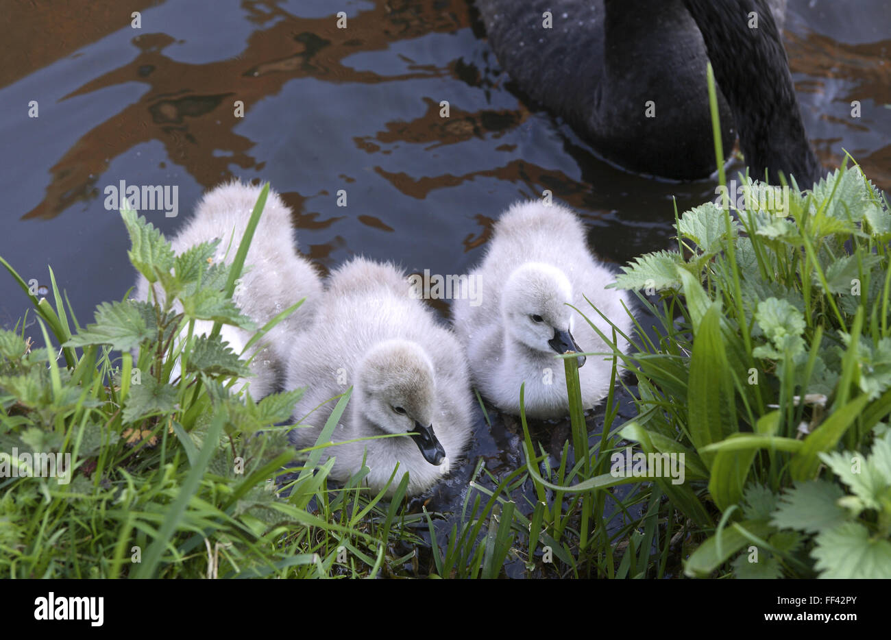 DEU, Alemania, Black Swan (lat. Cygnus atratus) con pollitos. DEU, Deutschland, Trauerschwan (lat. Cygnus atratus) mit Jungen. Foto de stock
