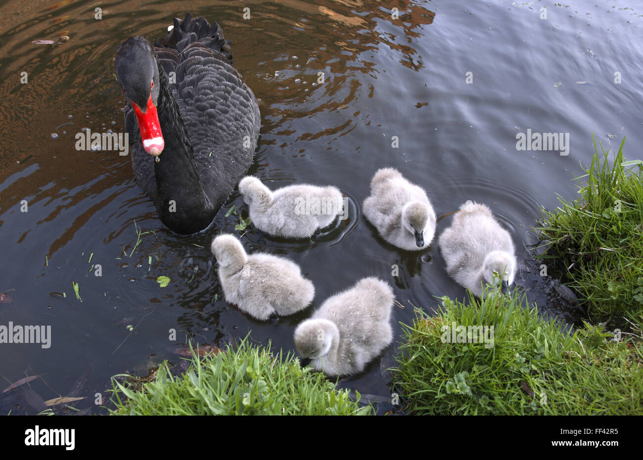 DEU, Alemania, Black Swan (lat. Cygnus atratus) con pollitos. DEU, Deutschland, Trauerschwan (lat. Cygnus atratus) mit Jungen. Foto de stock