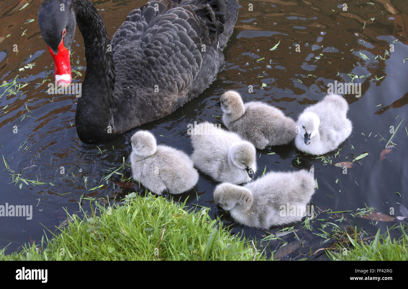 DEU, Alemania, Black Swan (lat. Cygnus atratus) con pollitos. DEU, Deutschland, Trauerschwan (lat. Cygnus atratus) mit Jungen. Foto de stock