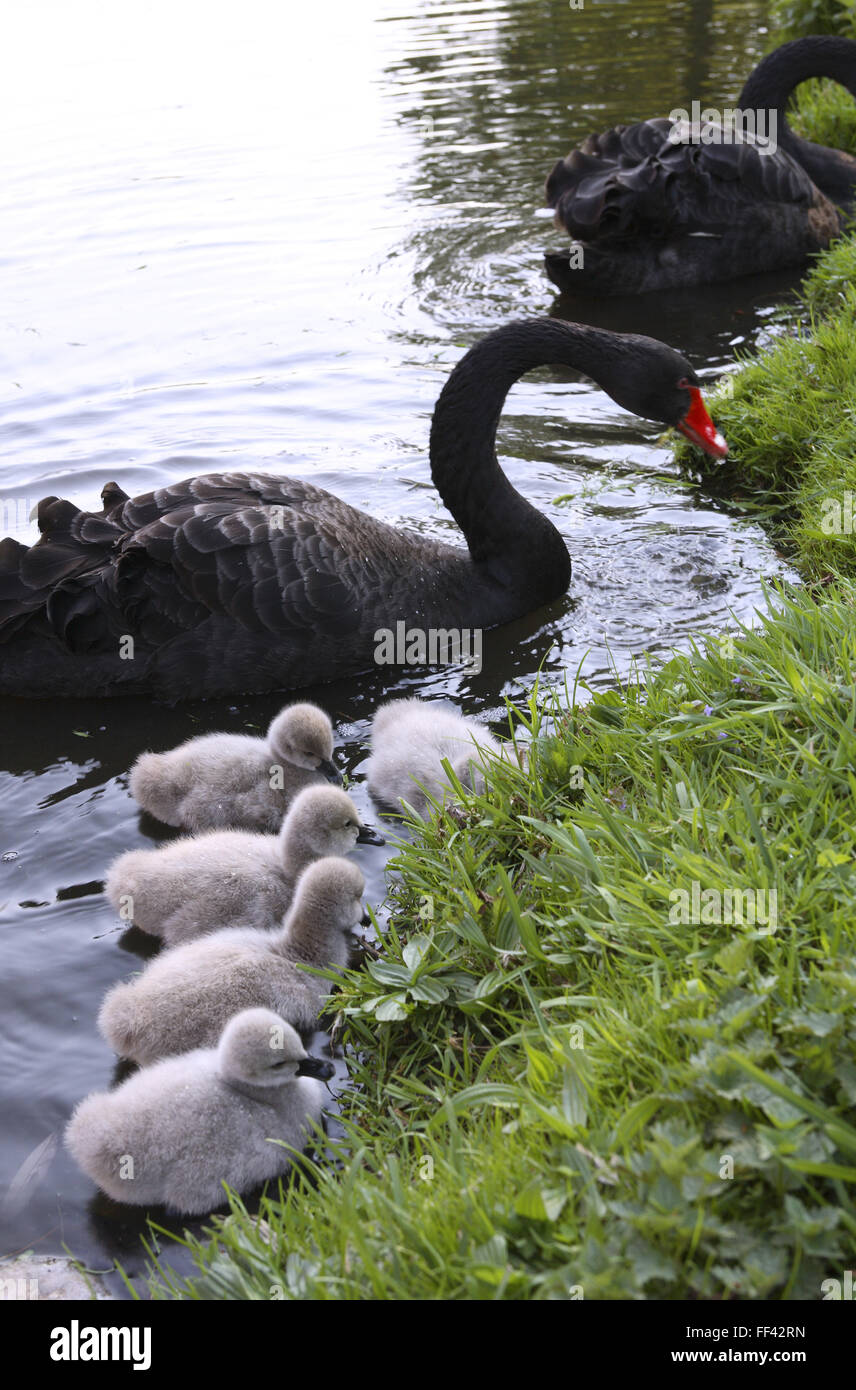 DEU, Alemania, Black Swan (lat. Cygnus atratus) con pollitos. DEU, Deutschland, Trauerschwaene (lat. Cygnus atratus) mit Jungen. Foto de stock