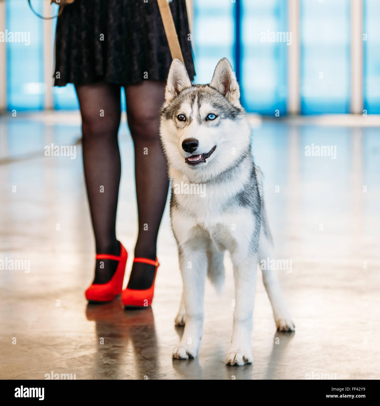 Perro esquimal de alaska fotografías e imágenes de alta resolución - Alamy