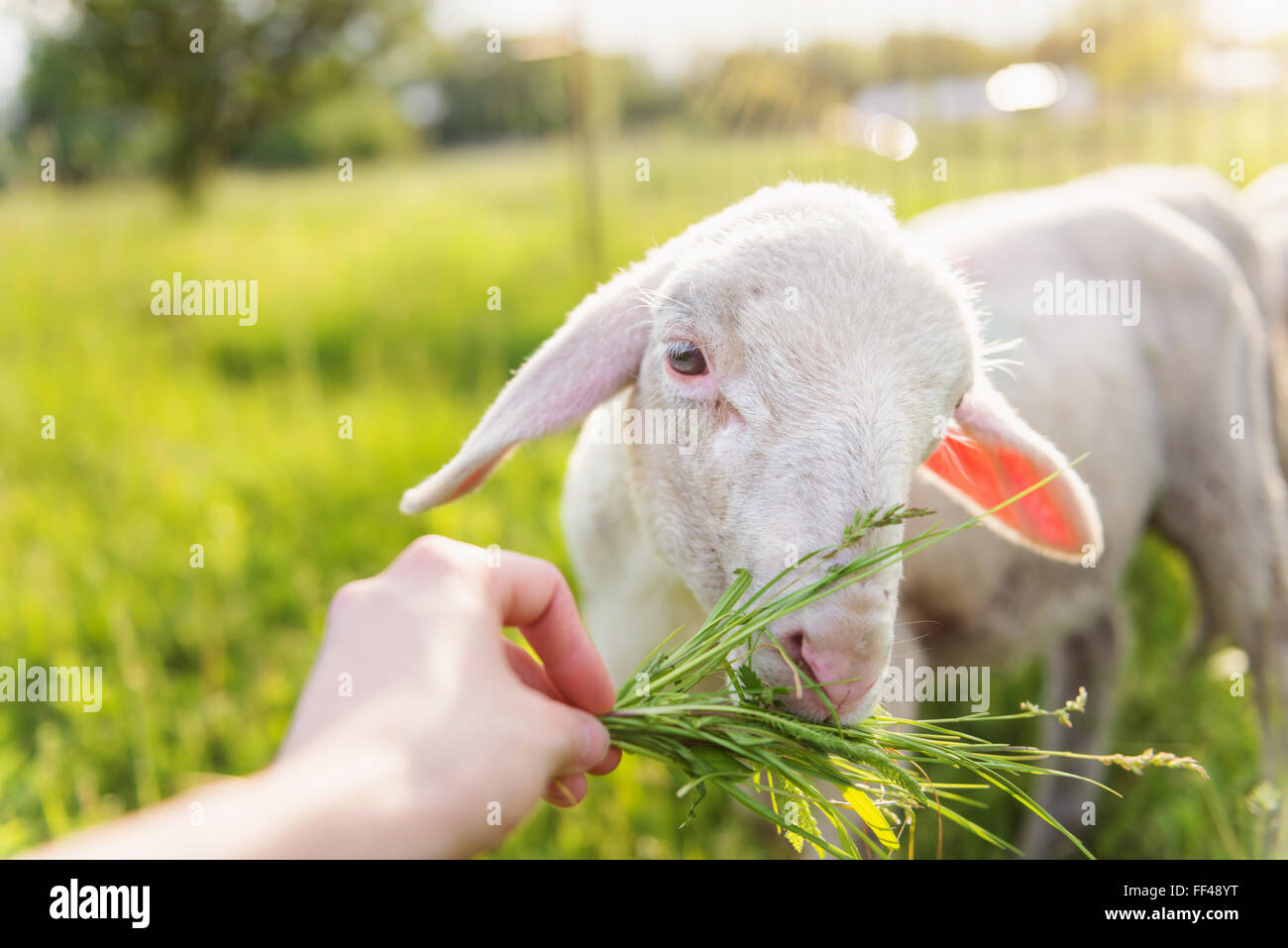 Detalle del Mans mano alimentar ovejas con hierba. Sunny meadow. Foto de stock