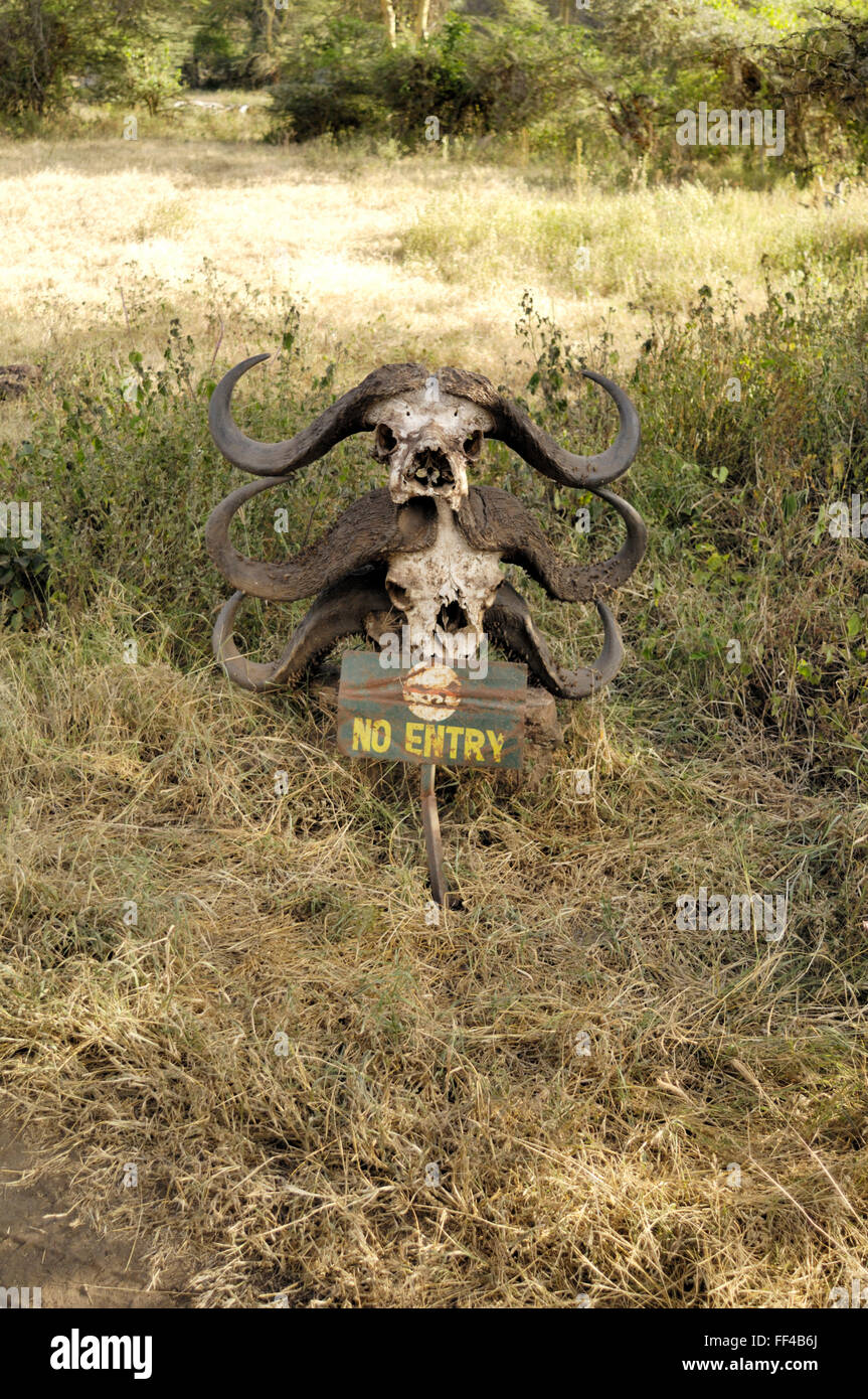 No hay ninguna entrada cráneo de búfalo en el cráter del Ngorongoro Foto de stock