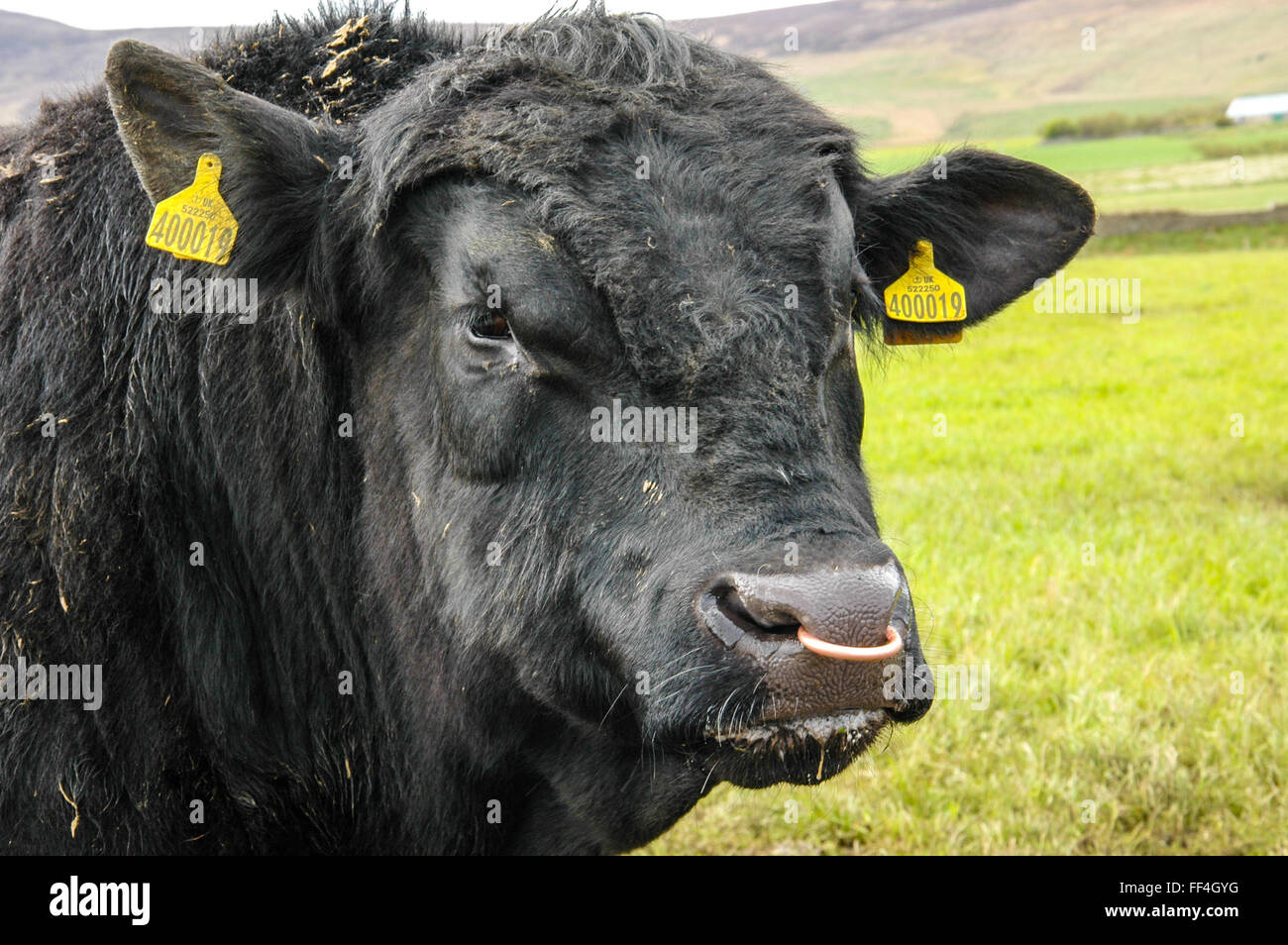 Cabeza de un toro Angus negro grande. Foto de stock
