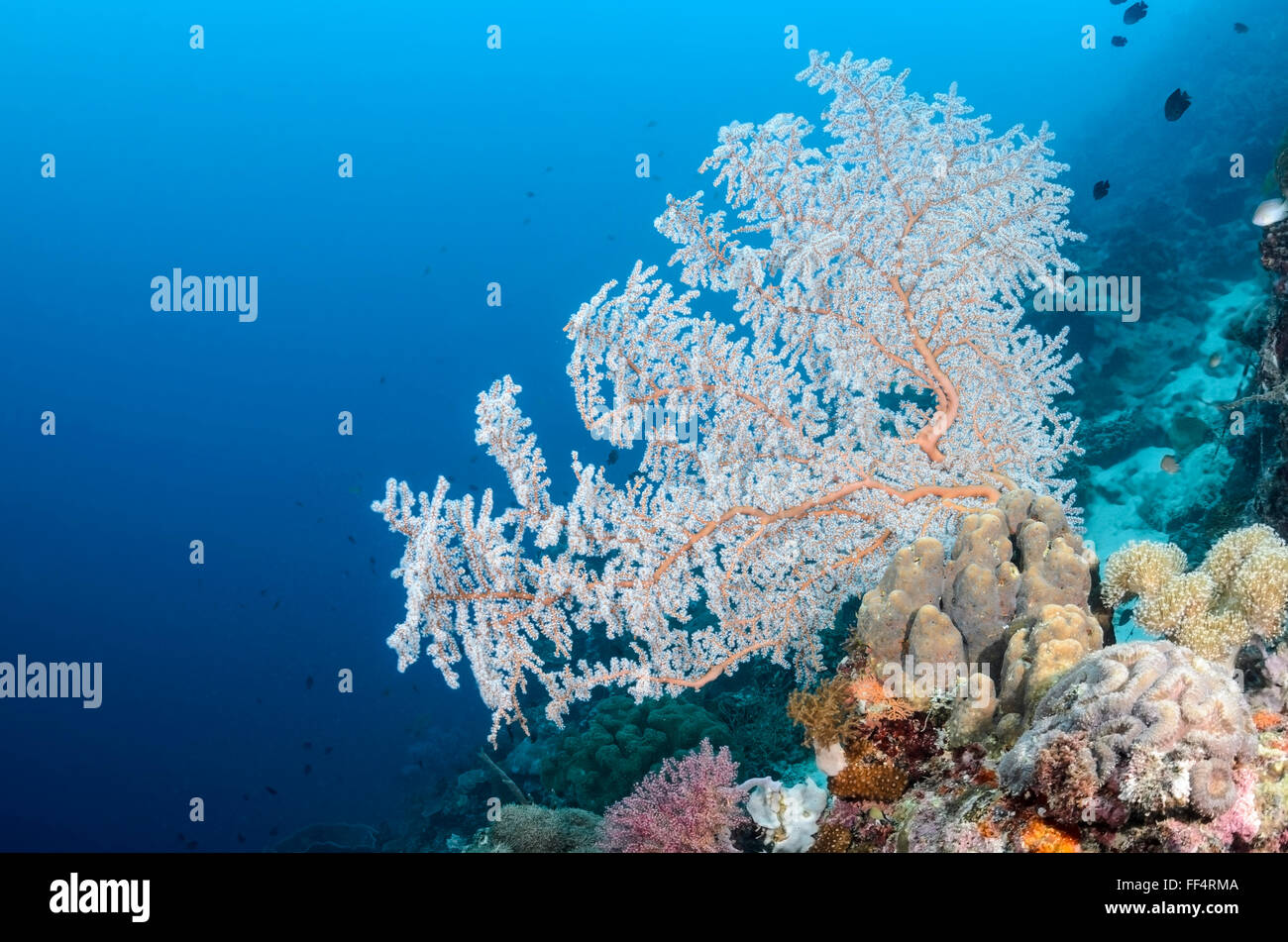 Fan de mar o gorgonias, coral Acalcigorgia sp., Pescador Island, Moalboal, Tuble, Cebu, Filipinas Foto de stock