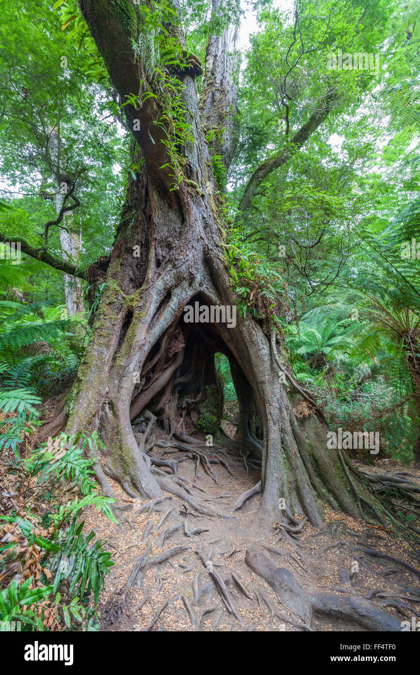 Árbol hueco con raíces en la intrincada selva australiana Foto de stock