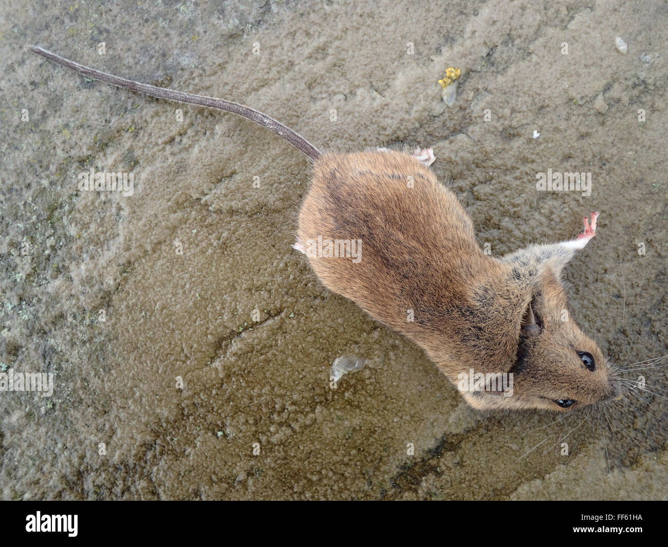 Vista dorsal de dead ratón común (Mus musculus), asesinado por trampa de ratón, en losas de piedra caliza Foto de stock
