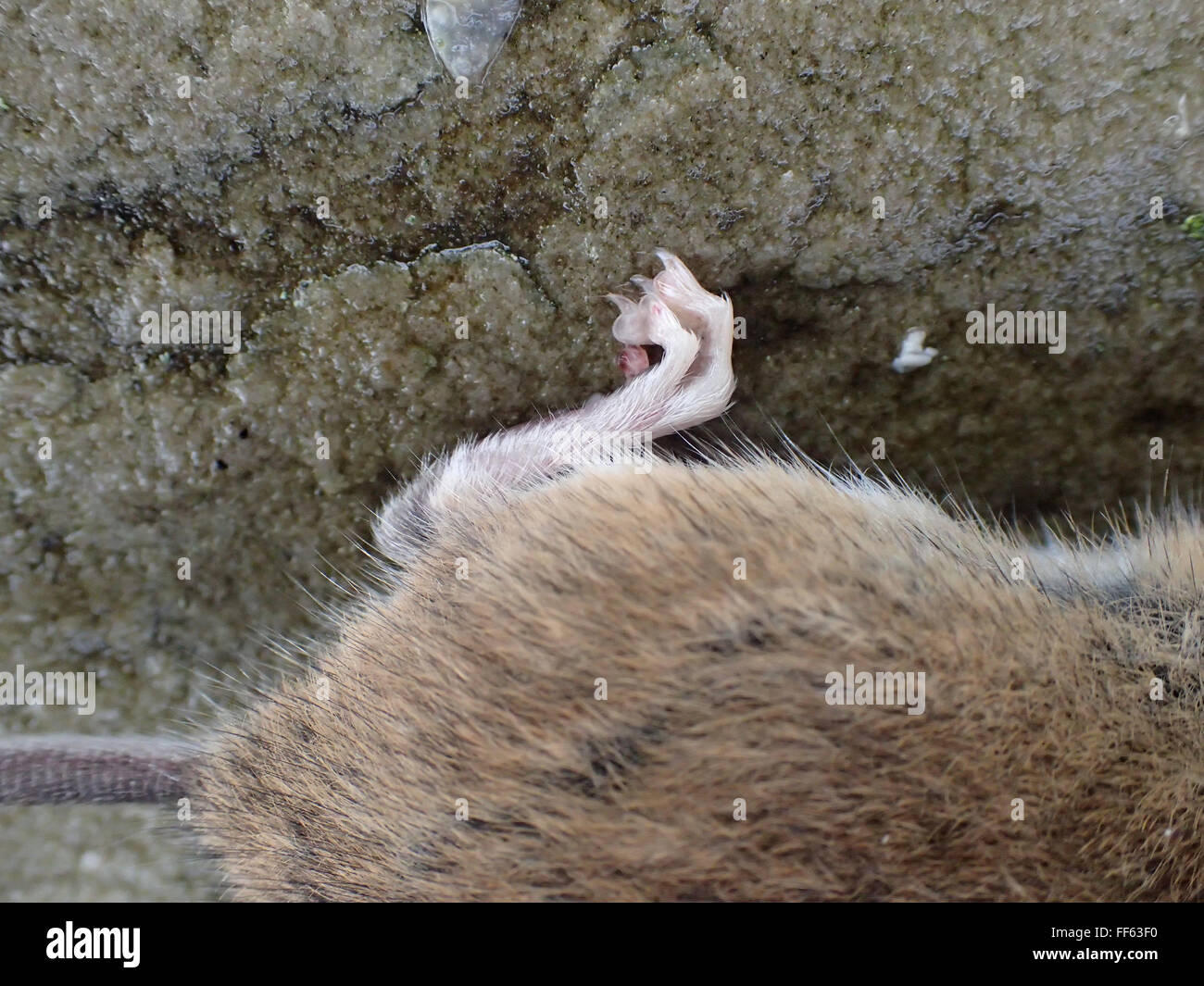 Cierre del pie trasero y cuartos traseros de dead ratón común (Mus musculus), asesinado por trampa de ratón, en losas de piedra caliza Foto de stock
