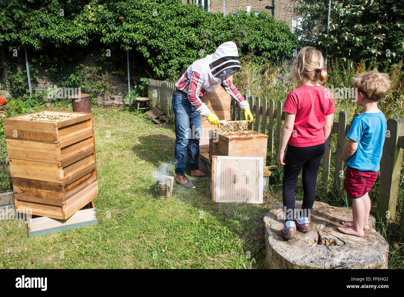 Los niños viendo la abeja keeper inspeccione los marcos de miel de las colmenas de abejas. La apicultura urbana, proyecto de jardín comunitario, George Downing Estate, Hackney, Este de Londres. Foto de stock