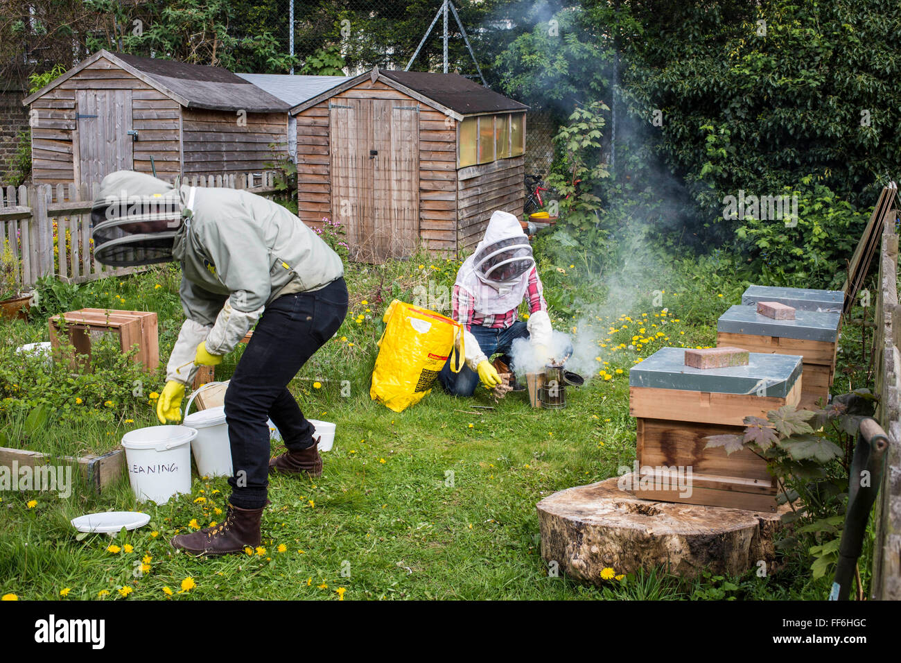 Bee keeper con un fumador para calmar a las abejas antes openng de las colmenas. La apicultura urbana, proyecto de jardín comunitario, George Downing Estate, Hackney, Este de Londres. Foto de stock