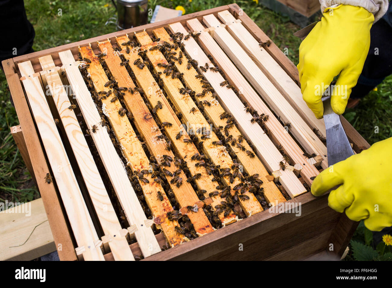 Marcos de miel alineadas dentro de un enjambre de abejas. La apicultura urbana, proyecto de jardín comunitario, George Downing Estate, Hackney, Este de Londres. Foto de stock