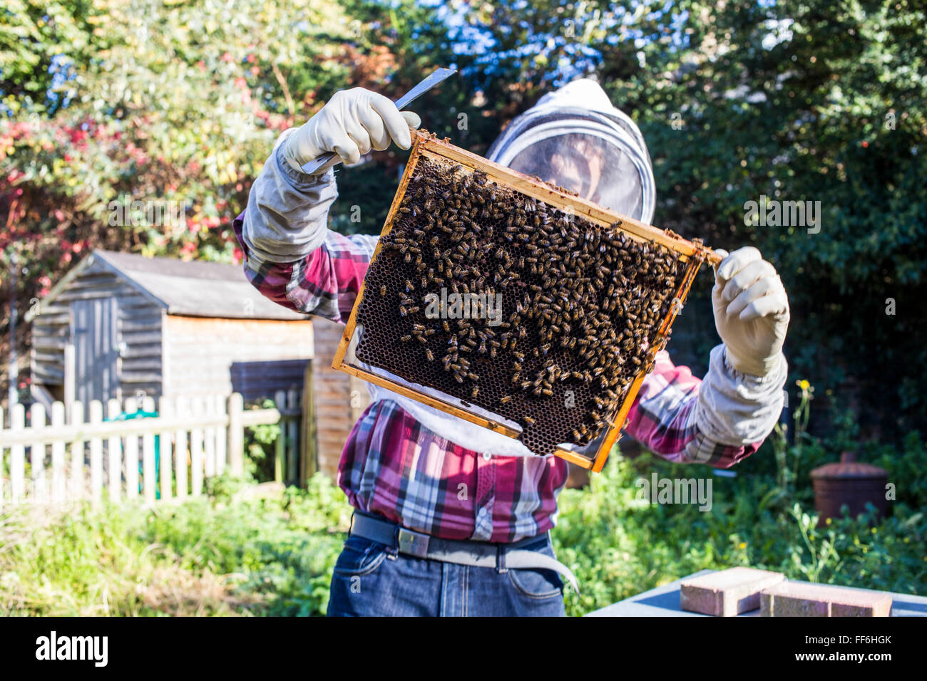 Inspección de la miel marcos dentro de un enjambre de abejas para la enfermedad. La apicultura urbana, proyecto de jardín comunitario, George Downing Estate, Hackney, Este de Londres. Foto de stock