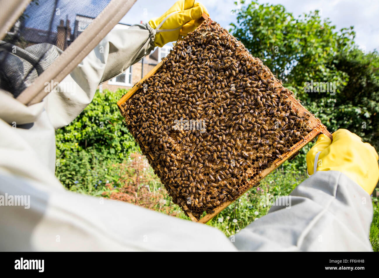 Inspección de la miel marcos dentro de un enjambre de abejas para la enfermedad. La apicultura urbana, proyecto de jardín comunitario, George Downing Estate, Hackney, Este de Londres. Foto de stock