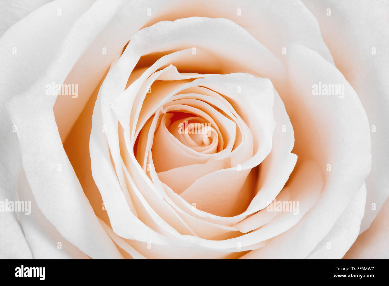Cerca de la hermosa rosa blanca. Foto de stock