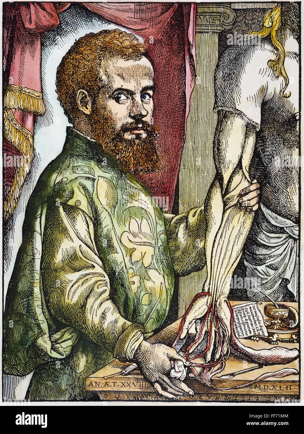 Andreas Vesalio 1514 1564 Nbelgian Anatomista Xilografía En La Primera Edición De De 5780