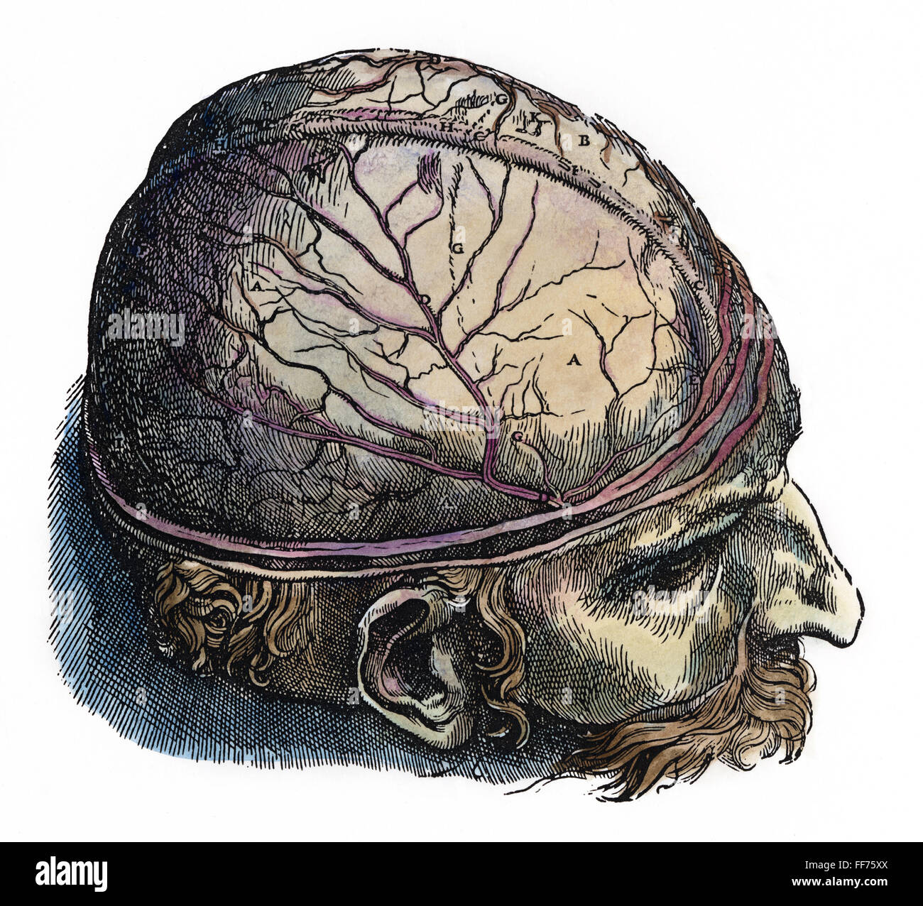 Vesalio: cráneo. /NDissection del cráneo. Xilografía en color desde el séptimo libro de Andreas Vesalio', 'De Humani Corporis Fabrica', publicado en 1543 en Basilea. Foto de stock