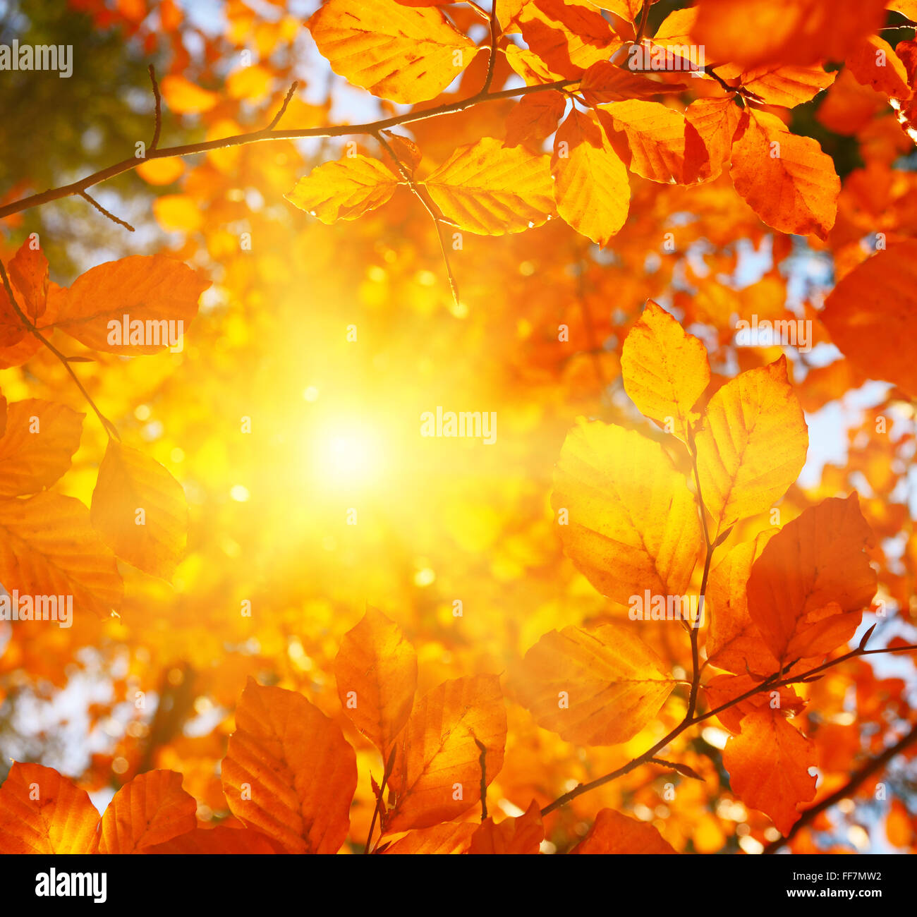 Hojas de otoño en tiempo soleado con una cálida luz solar. Foto de stock