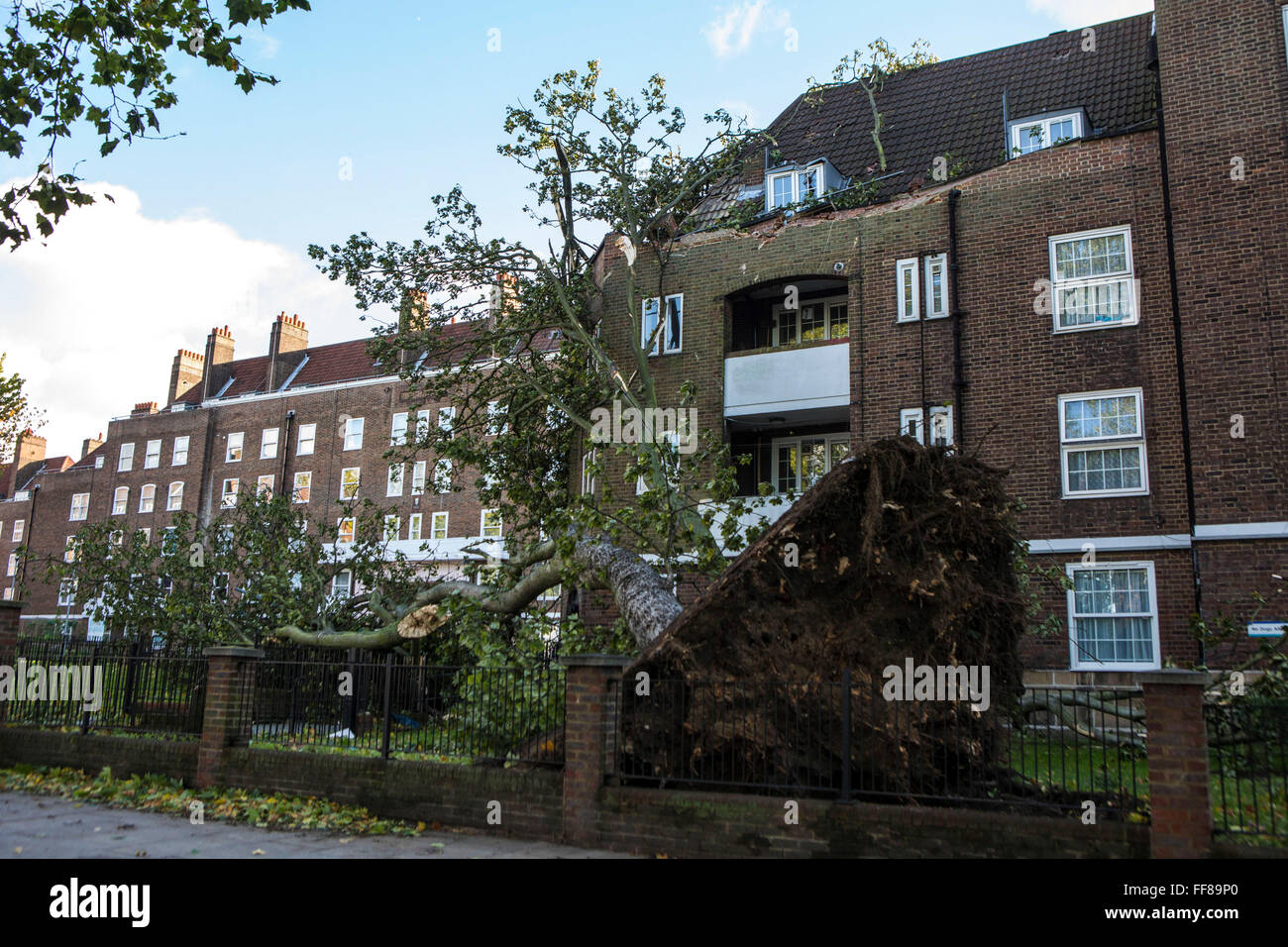 Un gran árbol, con sus raíces rasgado fuera del suelo, derribados en Stamford Hill Estate, Londres, Reino Unido. Los daños causados por las tormentas severas. Foto de stock