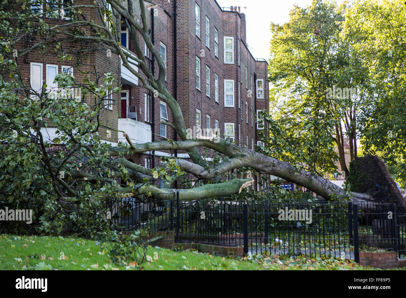 Un gran árbol, con sus raíces rasgado fuera del suelo, derribados en Stamford Hill Estate, Londres, Reino Unido. Los daños causados por las tormentas severas. Foto de stock