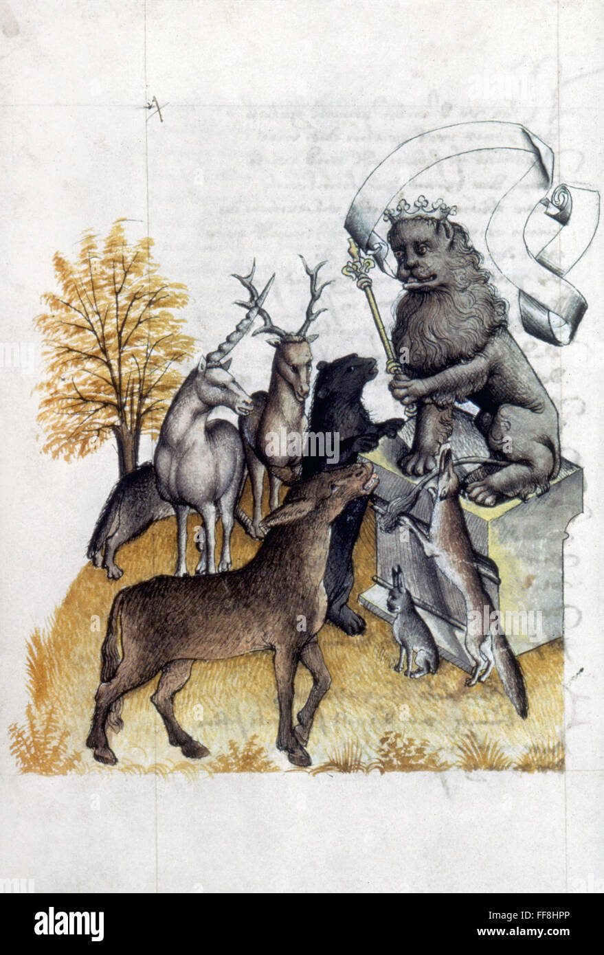 León, el rey de las bestias. /NAustrian iluminación manuscrita, finales del siglo XV. Foto de stock