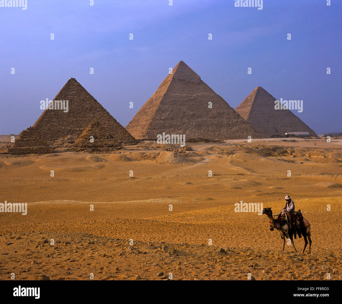 Camello y pirámides, la meseta de Giza, en El Cairo, Egipto, África Foto de stock