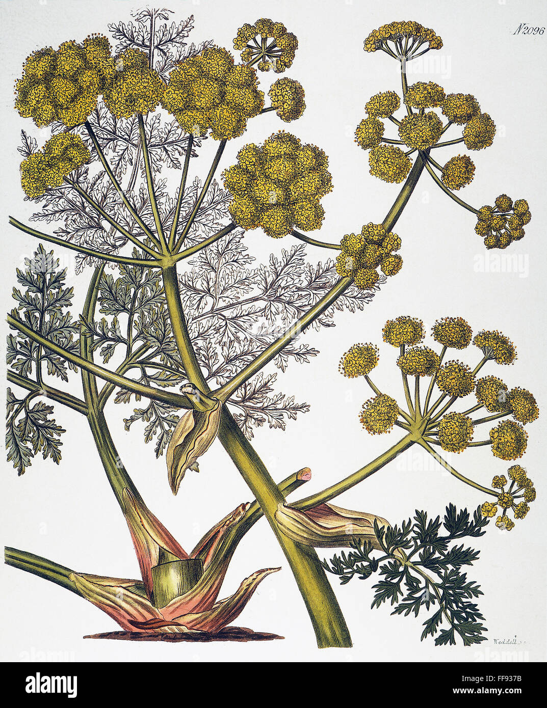 HERBAL hinojo, 1819. /NGiant hinojo (Ferula persica), una fuente de
