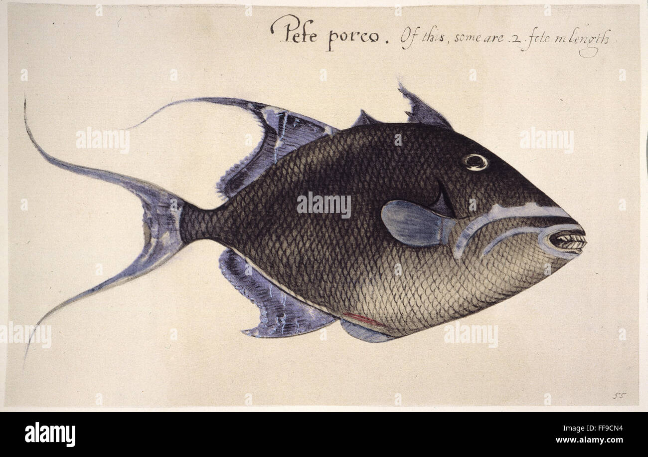 TRIGGER-FISH, 1585. /NBalistes vetula: acuarela, c1585, por John White. Foto de stock
