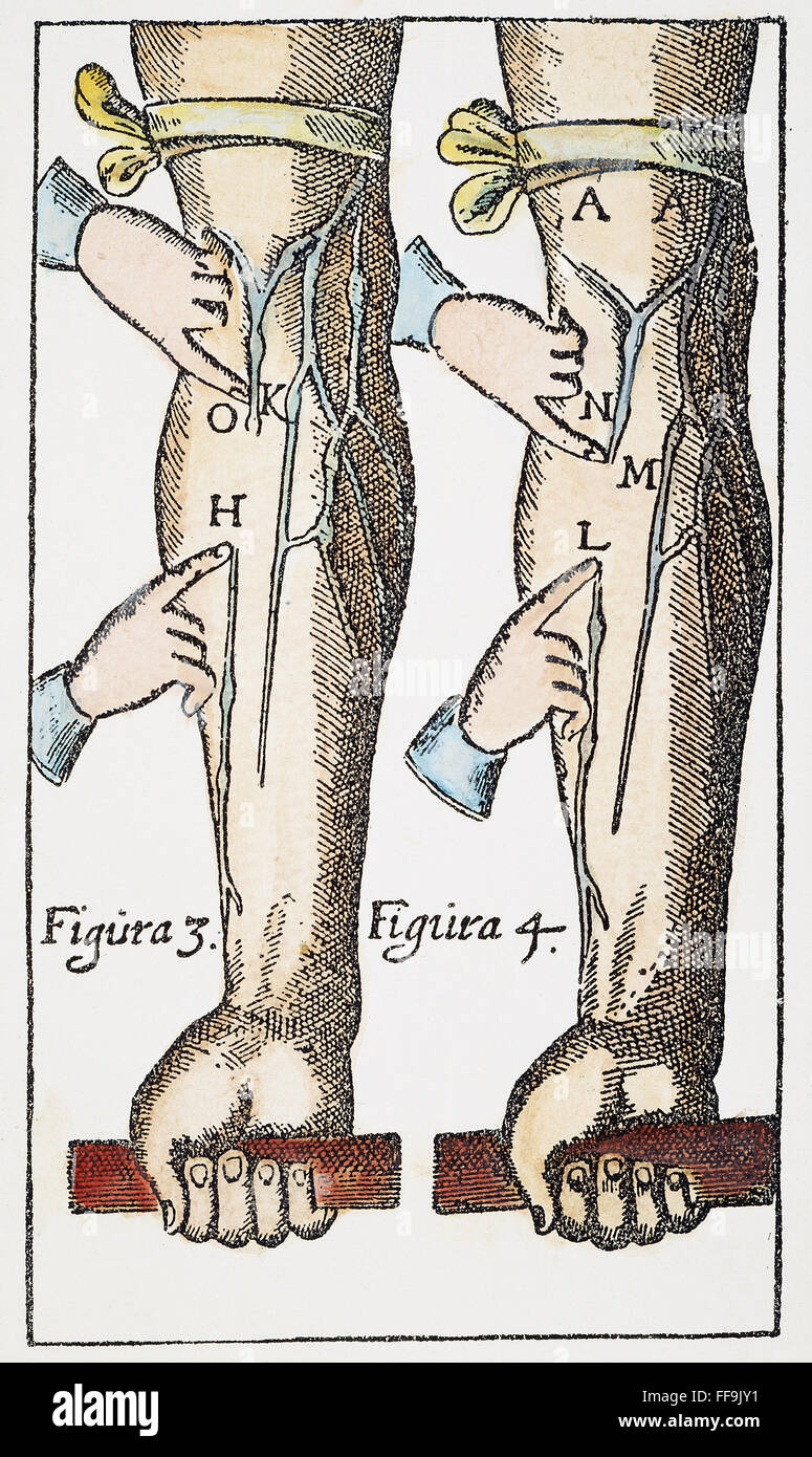 WILLIAM HARVEY: Sangre, 1628. /NWoodcut desde William Harvey's "Exercitatio de Motu Cordis et Sanguinis" de 1628, demostrando así su teoría de la circulación de la sangre. Foto de stock