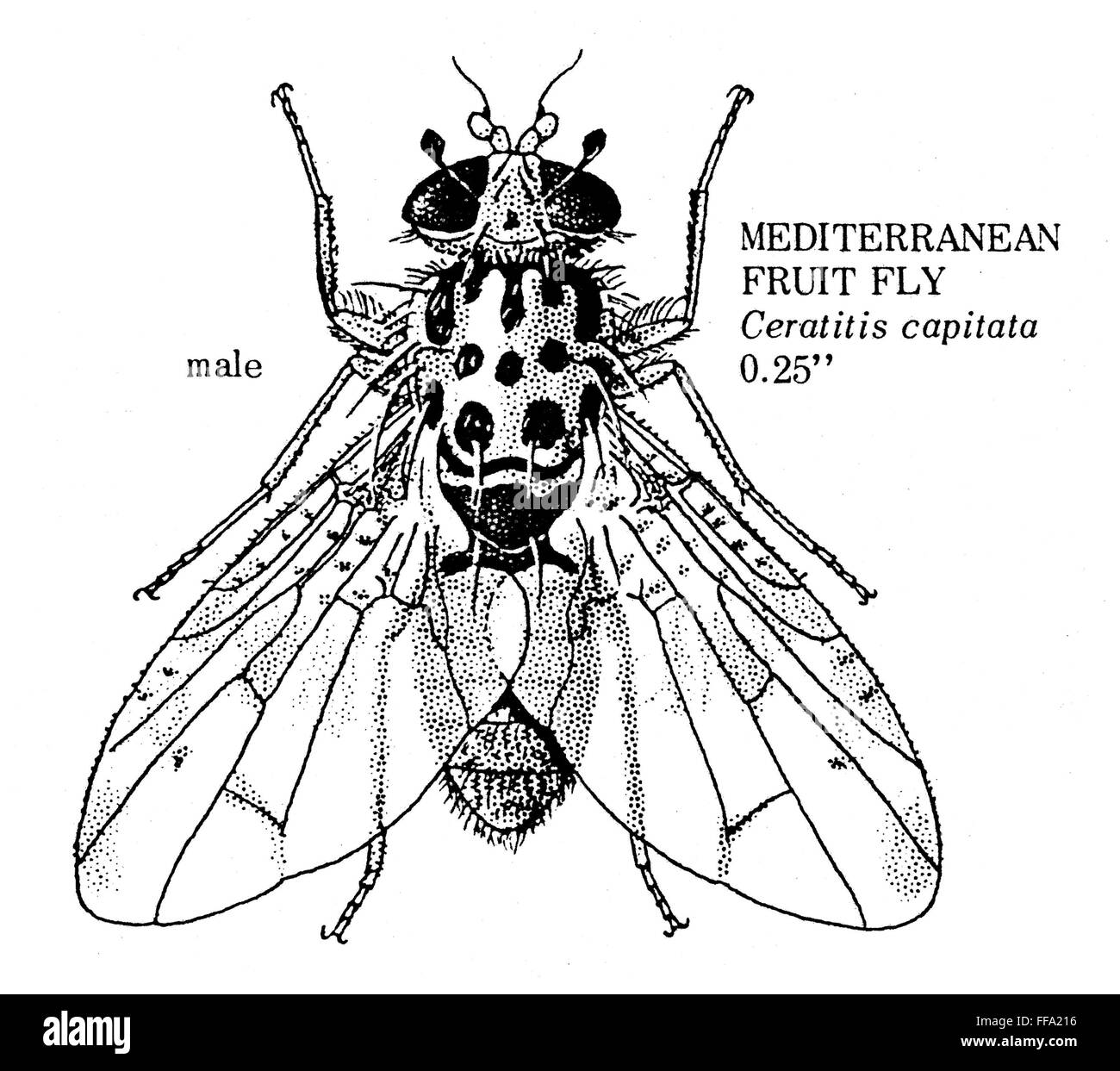 La mosca de la fruta. /NMale mosca mediterránea de la fruta (Ceratitis capitata Fotografía de