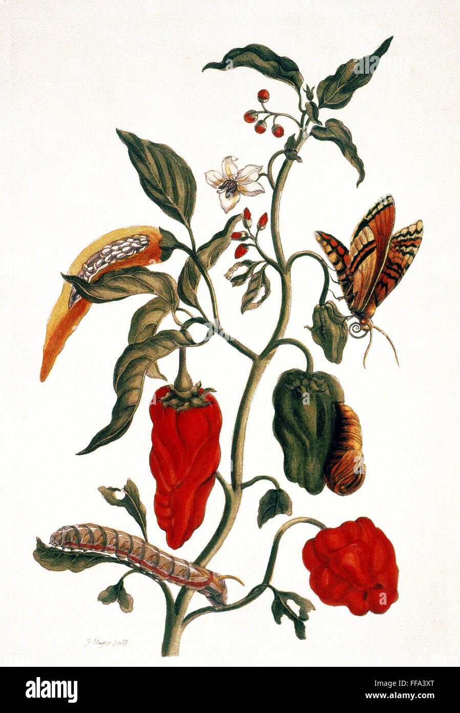 /N de plantas de pimiento (Capsicum annuum): grabado después de un dibujo, 1726, a cargo de Maria Sibylla Merian. Foto de stock