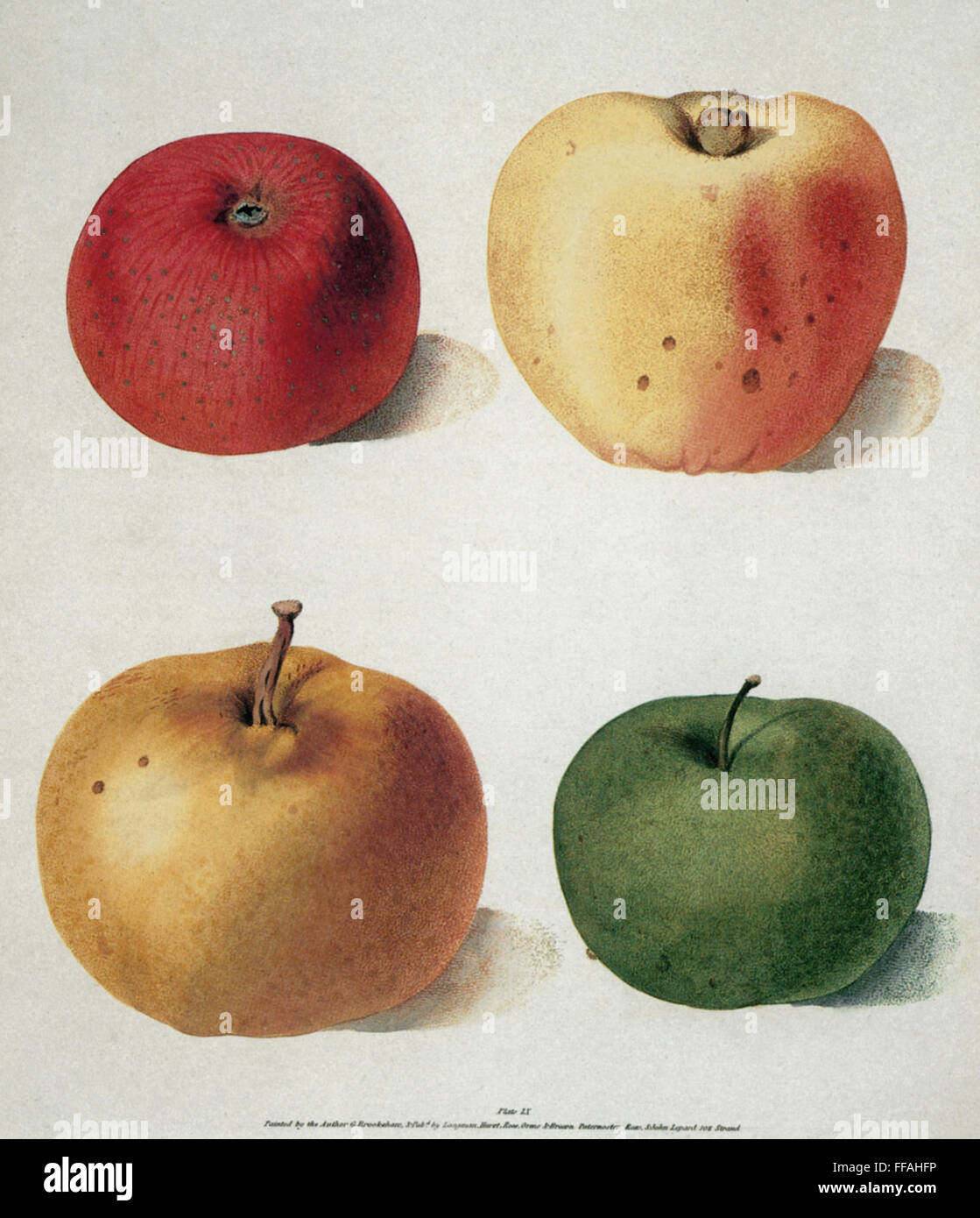 Las manzanas. /NMalus domestica. Aguatinta por George Brookshaw, 1816-17. Foto de stock